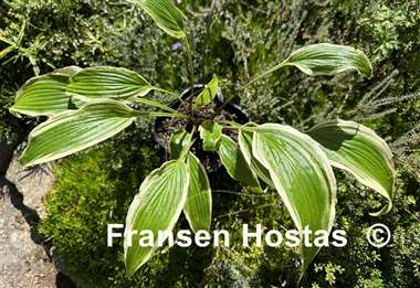 Hosta Kim She